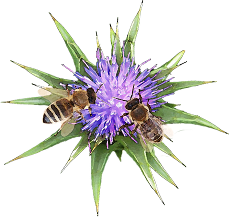 Blüte der Mariendistel mit Bienen