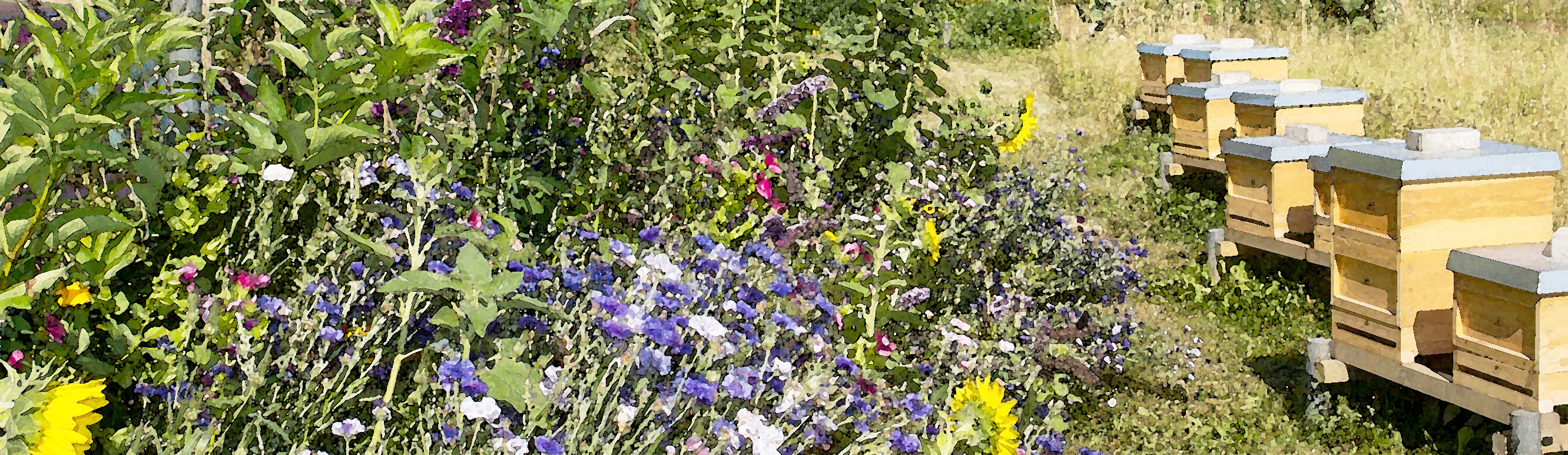 Blumenmeer bei den Bienenhäusern